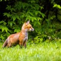 Beograđani širom grada viđaju lisice, lovci upozoravaju da im se ne prilazi