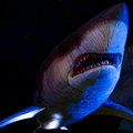 Megalodon: Džinovski predator koji je vladao okeanima