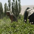 Otkrivena američka tajna misija: Cia godinama bacala milijarde semenki maka iznad Avganistana
