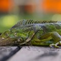 Vlasti u Ekvadoru zaplenile 32 morske iguane na aerodromu, uhapšena Ruskinja