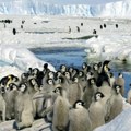 Pomor pingvina na Antarktiku Uginulu 10.000 pilića, snimci otkrili sav užas