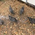 Domaćica zabeležila bizarnu scenu u kokošinjcu: Celo jato kokošaka stajalo kao zaleđeno u mestu dva minuta: "Šta se ovo…