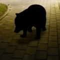 Medved se prošetao kroz centar Pljevalja Ljudi mu prišli - "Hoćemo li da se pravimo mrtvi?" (VIDEO)
