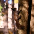 Veverica povela vlasnicu do svog novog gnezda: Ona je najslađi ljubimac na svetu