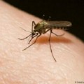 Oprez: Suzbijanja larvi komaraca u Kragujevcu!