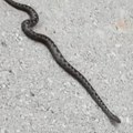 Poskok u centru Kraljeva: Najotrovnija zmija gmiže na parkingu, ljudi u panici: "Ne prilazi blizu!" (foto)