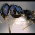 Naučnici u Indiji pronašli novu vrstu – plavog mrava
