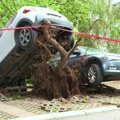 Na Bežanijskoj Kosi korenje oborenog stabla podiglo dva automobila