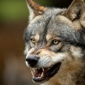 Psihijatar Tomislav držao par vukova i 67 pasa, uzgajao ih je za borbe: Životinje teško zlostavljao i mučio
