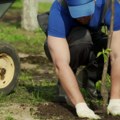 Prva brazda: Jesen je pravo vreme za podizanje zasada voća