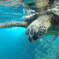 Radost za biologe, prirodu i Jadran! Na Adi Bojani otkriveno prvo zvanično gnezdo glavate kornjače