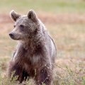 Stanovnici Severne Makedonije upozoreni na medveda - u pitanju je mladunče