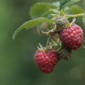 Malinari traže konačnu cenu i rok isplate, u suprotnom obustava berbe