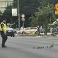 FOTO dana: Sarajevski policajac zaustavio saobraćaj zbog patke i pačića