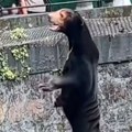 VIDEO Kineski zoo vrt negira da su njegovi medvedi lažni: To nisu ljudi u kostimima