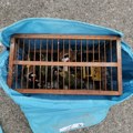 Kipar: Policija neaktivna na suzbijanju krivolova divljih ptica