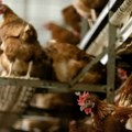 Francuska proglasila visok nivo rizika od ptičijeg gripa