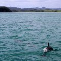 Više od 200 delfina se nasukalo na Krimu ove godine, samo njih devet preživelo