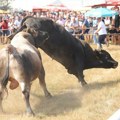 (Video, foto) da li će Jablan osvojiti titulu "Jablan": Počelo je žestoko, borbe bikova na Kočićevom zboru digle publiku…