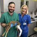 Doktor Halilović je prava ljudina i heroj: Doneli su mu nežno, povređeno lane, usledila je pobeda života!