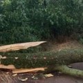 Horor u Pančevu! Pala masivna grana tik pored petoro dece: "Bila sam sa bebom ispod, muž nas je spasio"