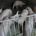 Akademik Mehić za RTS: Poljoprivrednici nemaju razlog da kriju životinje zaražene afričkom kugom