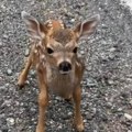 Zbunjeno je gledao kako ga prati lane, a onda se srušilo pred njim: Razlog je urnebesan i internet topi od miline