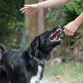 U ovom delu Crne Gore ima najviše pasa lutalica, napadaju ljude: Zbog ujeda isplaćeno 22.000 evra
