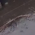 (Video) Strašni prizori na Baliju! Voda guta sve pred sobom, ali pravi šok krije se ispod površine: Ljudi se bore sa zmijama…