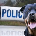Rotvajler napao dete ispred vrtića u Kragujevcu: Policija odmaz došla, utvrđuje se ko je vlansik besnog psa!