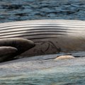 Sve zbog jedne ženke – 50 kitova se nasukalo na plaži, gotovo svi uginuli VIDEO