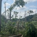 Na Fruškoj gori i u Bačkoj uništeno hiljade hektara šuma, biće potrebne godine da se obnove