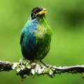 Životinje: Drugi put u 100 godina uočen redak primerak polu-ženske, polu-muške ptice