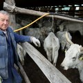 STOČAR O KOJEM SE PRIČA: Mile Plavšić poseduje najveću farmu u Kovilju