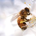 Савез пчеларских организација Србије: Због ниских температура неће бити багремовог меда