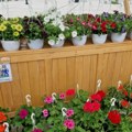 Sajam cveća i meda: Susret izlagača i posetilaca na trgu u Leskovcu