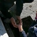 Kragujevački radnici JKP “Vodovoda i kanalizacije” u akciji spašavanja pačića iz šahta [video]