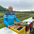 Nevreme napravilo probleme pčelarima! Nema bagremove paše: Tiosav iz sela Lipnica otkriva da li će i koliko biti domaćeg…