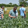 Godina obećava bogat rod hlebnog žita! Na Rimskim šančevima Dan polja strnih žita, krmnog bilja i uljane repice