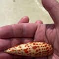 Zamalo da ubije muža zbog romantične fotografije Mislila da je našla školjku, a stavila mu u ruku jedno od najotrovnijih bića…