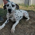 Ponovo aktuelna akcija „Moj favorit dana“