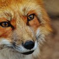 Nezvani gost – lisica ušla u spavaću sobu kuće u okolini Petrinje