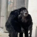 Šimpanza Vanila (29) prvi put videla nebo i prizor je očaravajući (VIDEO)