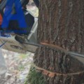 Drama u Novom Pazaru: Stariji čovek gledao kako se seče drveće na keju koje je sadio i dobio moždani udar, njegov…