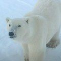 Polarni medved uginuo od ptičijeg gripa Prvi takav registrovan slučaj na Aljasci