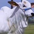 Ovo je najskuplja krava na svetu! Mara prodata za milionsku sumu, evo po čemu je posebna