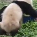 Besne pande napale čuvarku u zoološkom vrtu: Žena oborena na zemlju naočigled posmatrača, zabeleženi trenuci okršaja…