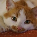 EU usvojila uredbu o dobrobiti pasa i mačaka: Svi će morati da budu čipovani