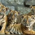 Poljski zoo vrt bogatiji za četiri sumatranska tigra: Vest čuvana kao tajna od jula