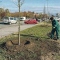 Primer urbanog ozelenjavanja: Novi Sad bogatiji za 31 lipu, sadnja u okviru projekta„Zasadi drvo“ doprinosi urbanoj…